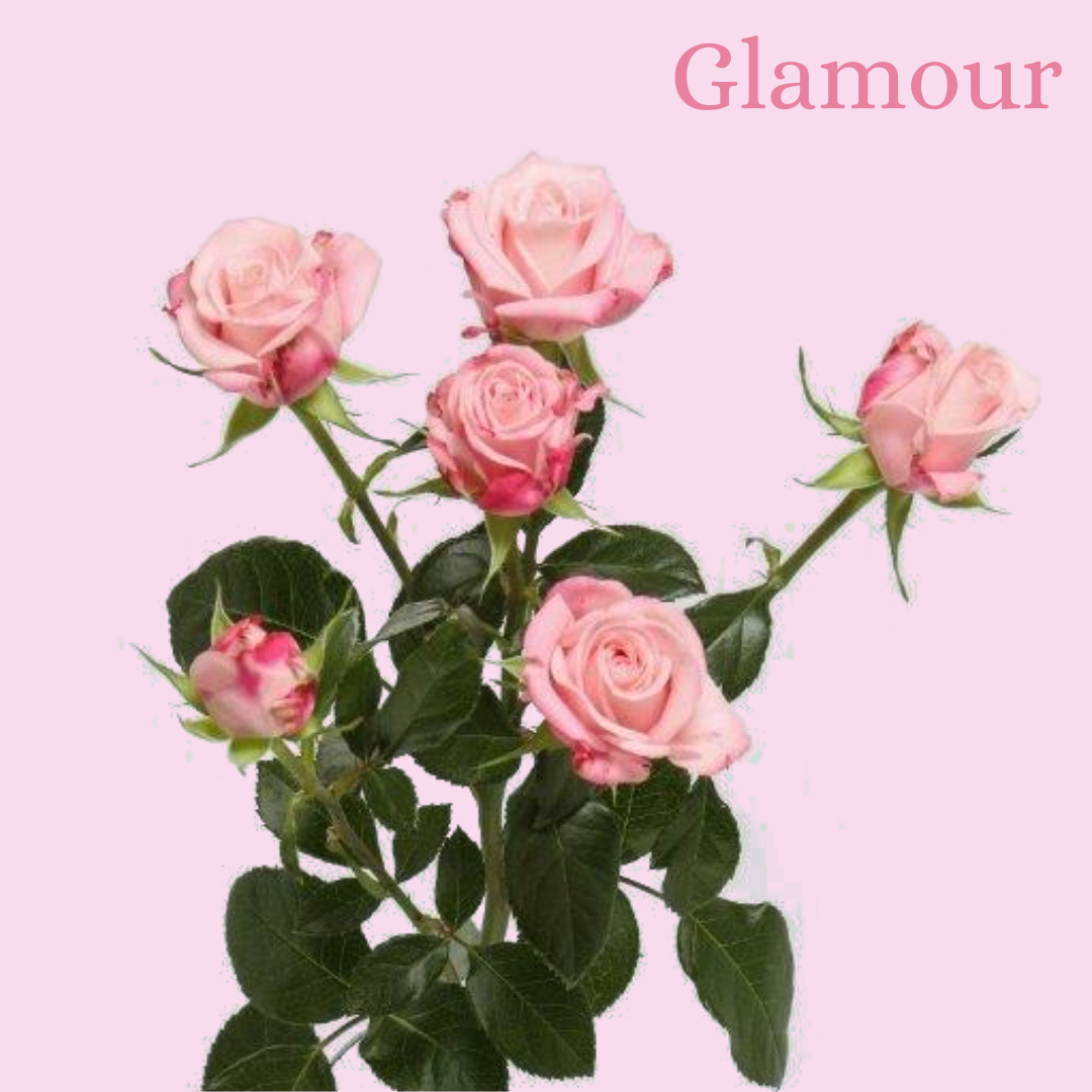 ROSE BR. GLAMOUR 50